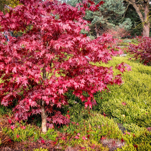 "Red maple tree." stock image