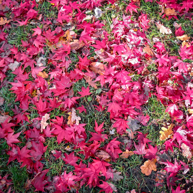 "Fallen leaves." stock image