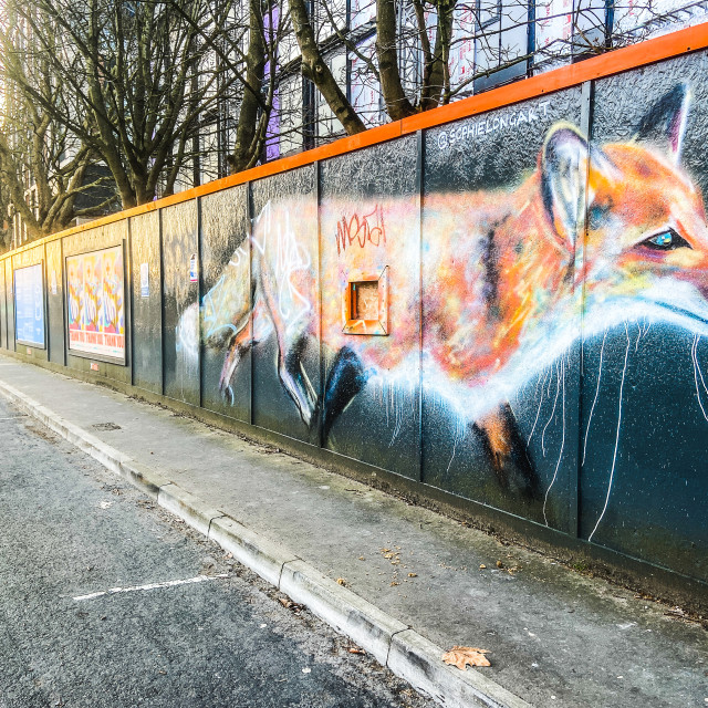 "Urban fox" stock image