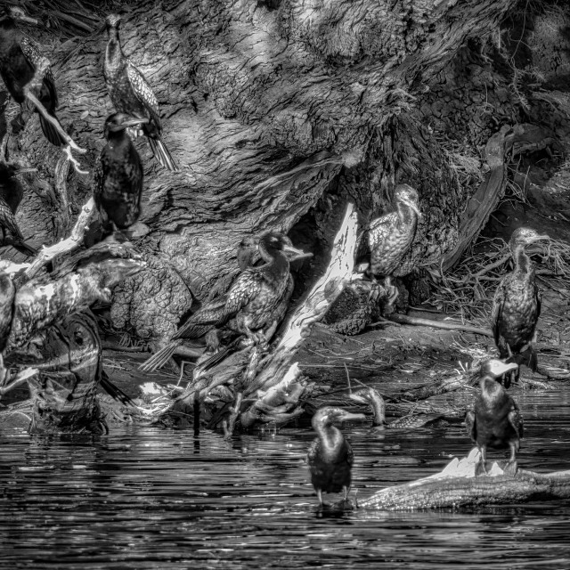 "Cormorants on Swan" by Sam Blight - £10.00 "Cormorants on Swan" stock image