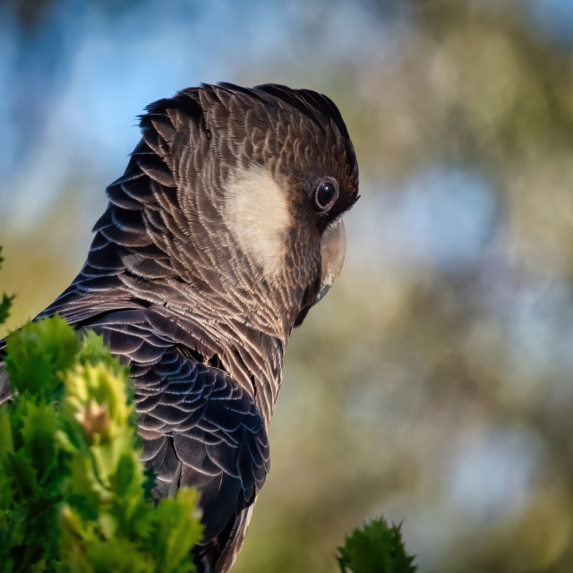 "Black Cockatoo" stock image