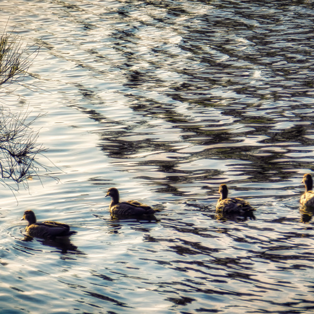 "Ducks in Dazzling Ripples" stock image