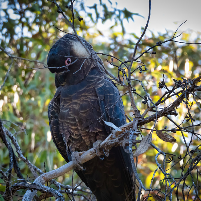 "Black Cockatoo 2" stock image