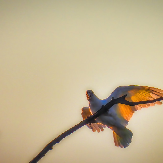 "Illuminated Corella" stock image