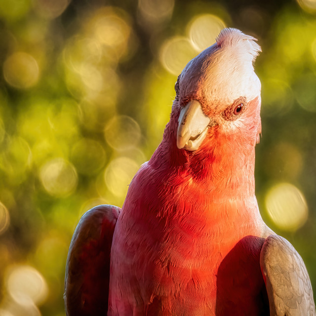 "Pink and Grey Cheer" stock image