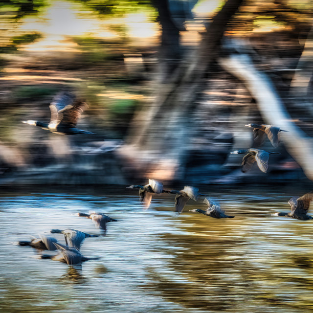 "Cormorants in Flight" stock image