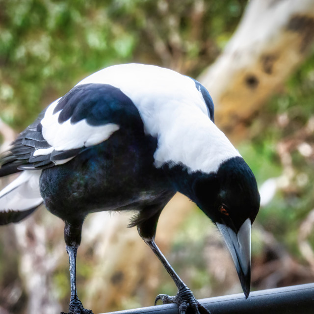 "Australian Magpie Visit" stock image