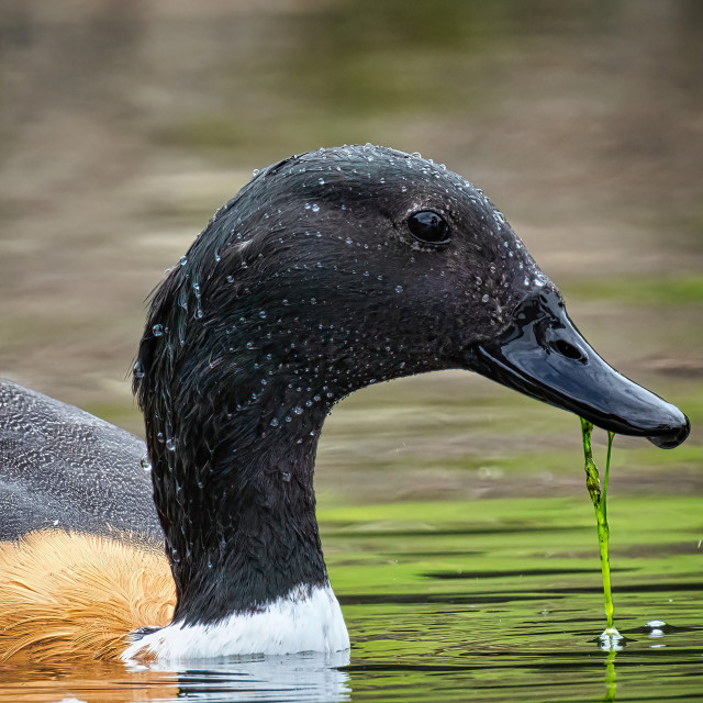 "Australian Shelduck Feeding" stock image