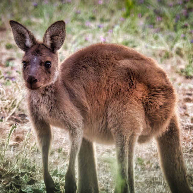 "Alert Joey" stock image