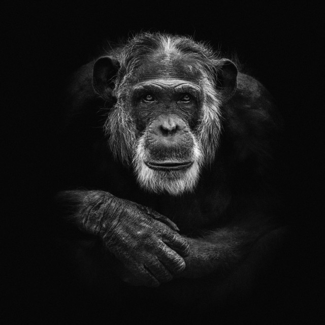 "Mike" by Anja Wessels Photography - £25.00 "Mike" stock image