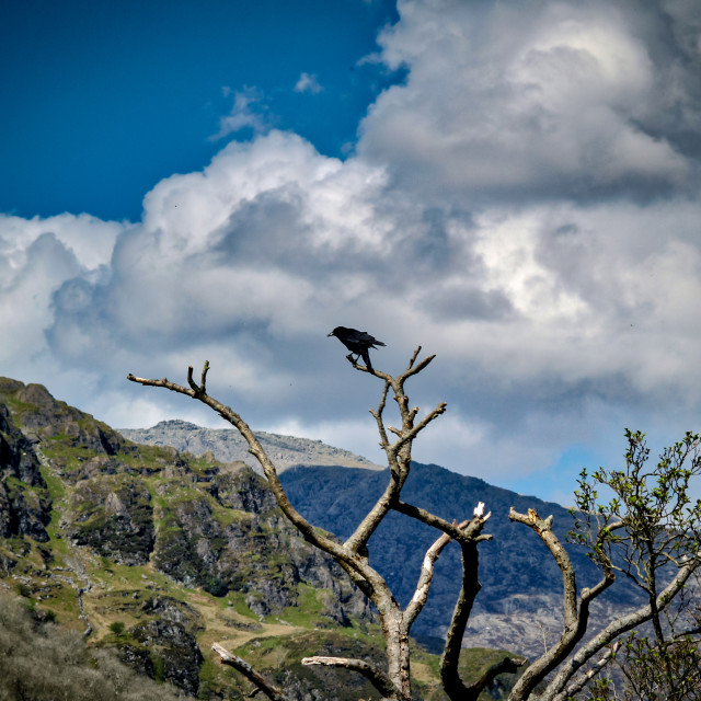 "Raven on a tree, Wales." stock image