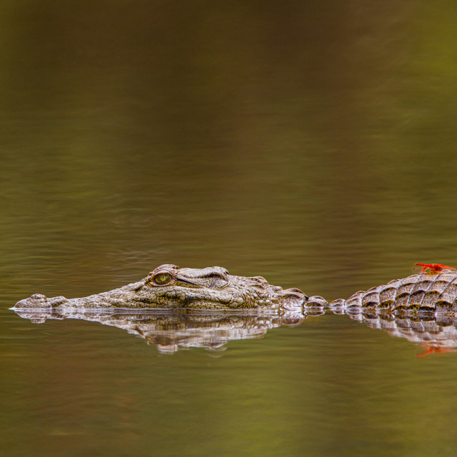 "African Crocodile lies in ambush with a dragonfly on it's back" stock image