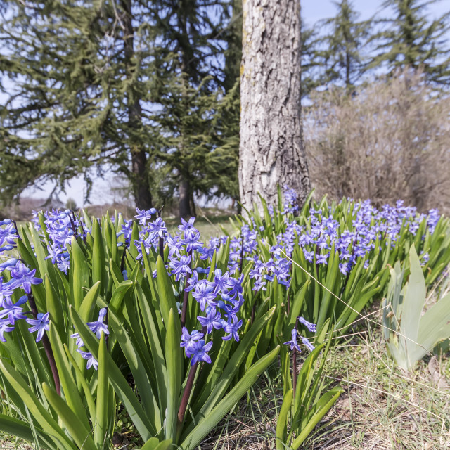 "Flowering hyacinths in early spring" stock image