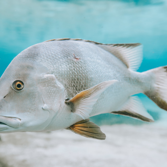 "Fish" stock image