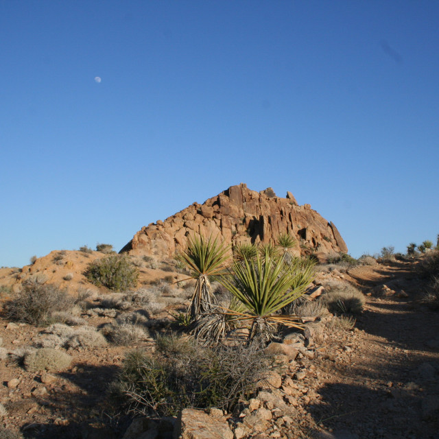 "Joshua Tree National Park #2" stock image