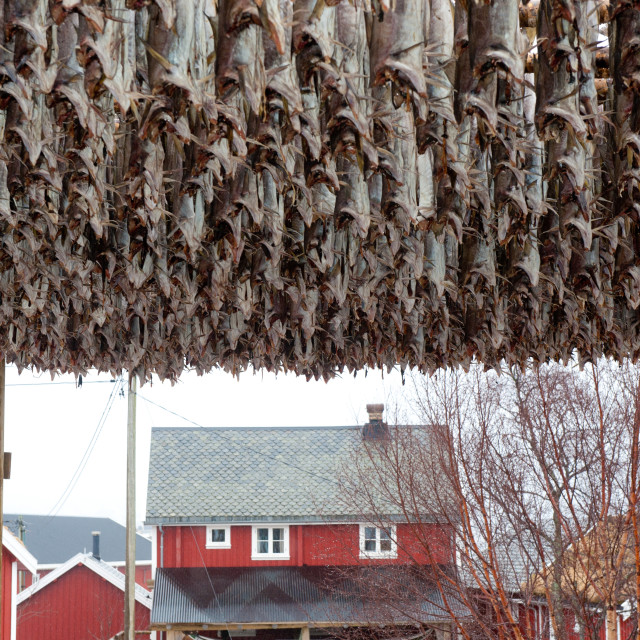"Cod hanging out to dry in Lofoten." stock image