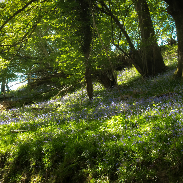 "Springtime in the forest." stock image