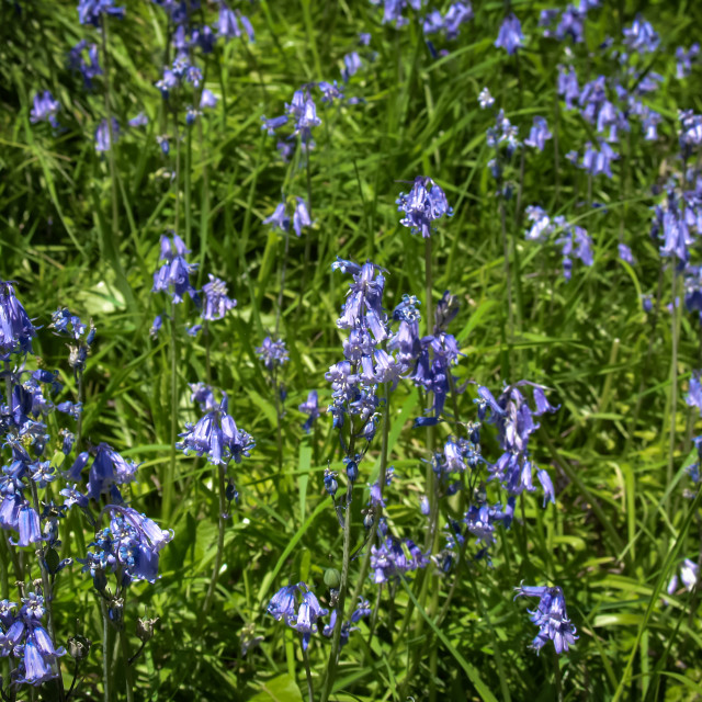 "Bluebells." stock image