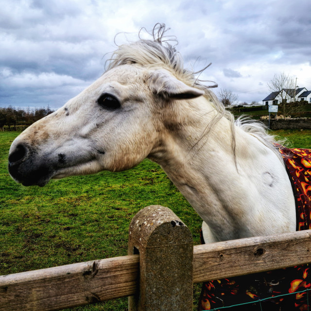 "Connemara beauty" stock image