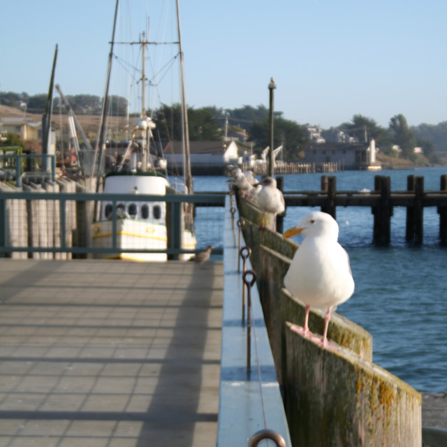 "Sitting on the dock of Bodega Bay" stock image