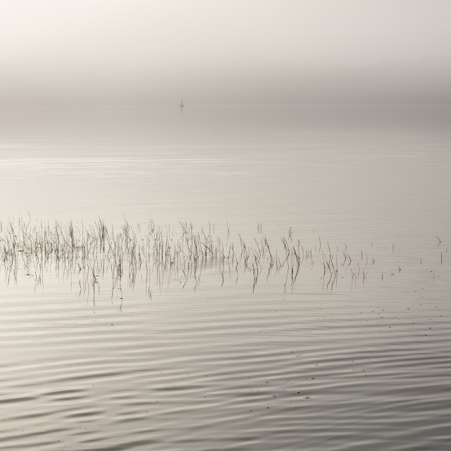 "River Orwell marsh reeds" stock image