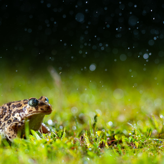 "Iberian spadefoot toad (Pelobates cultripes) on the ground between vegetation while its raining" by Diogo Oliveira - $50.62 "Iberian spadefoot toad (Pelobates cultripes) on the ground between vegetation while its raining" stock image