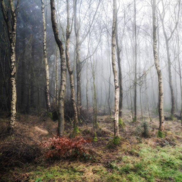 "Winter Woodland Mist" by Andrew Gray Photography - £20.00 "Winter Woodland Mist" stock image