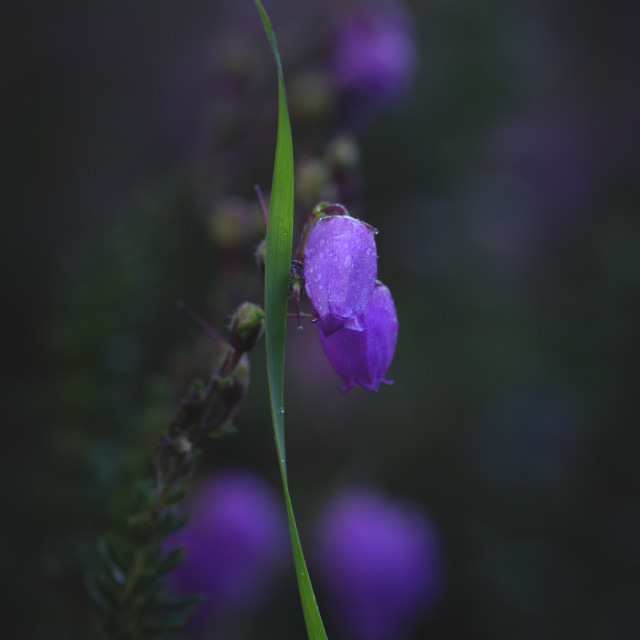 "Beautiful Flower" stock image