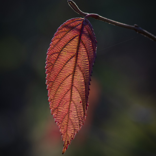 "Light Shines through a Leaf" stock image