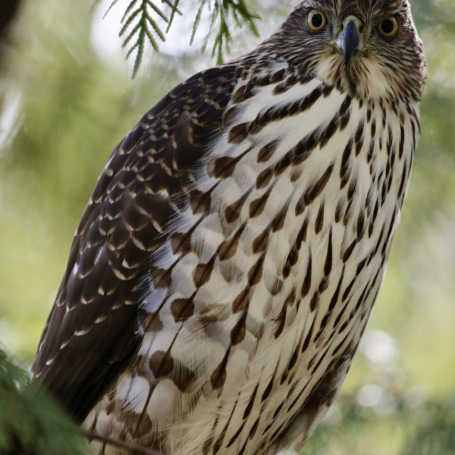 "Juvenile Cooper's hawk" stock image