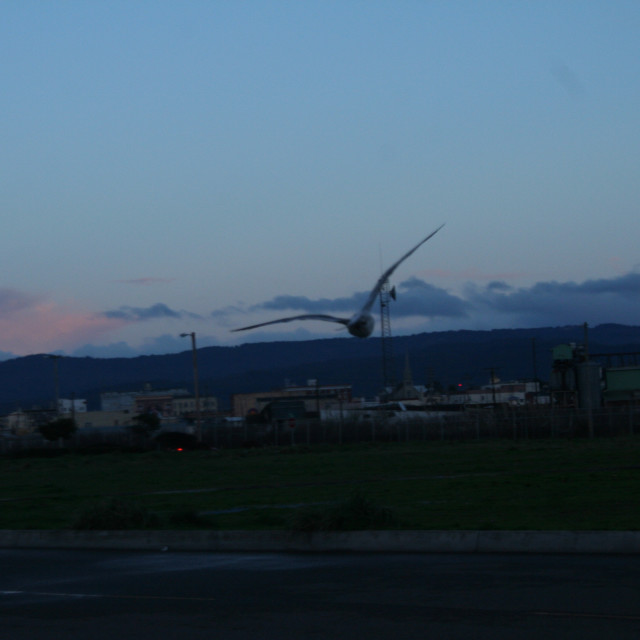 "Seagull Flight" stock image