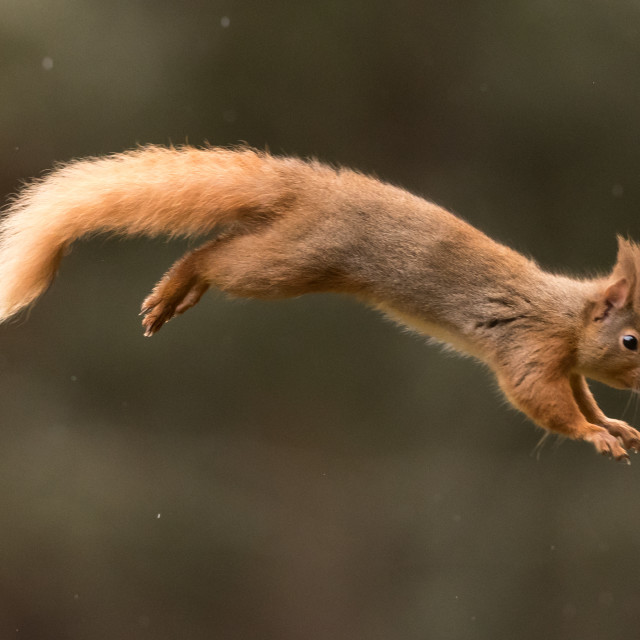"Red Squirrel in full flight" stock image
