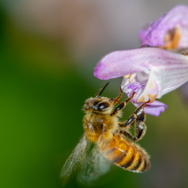 "Honey Bee" stock image