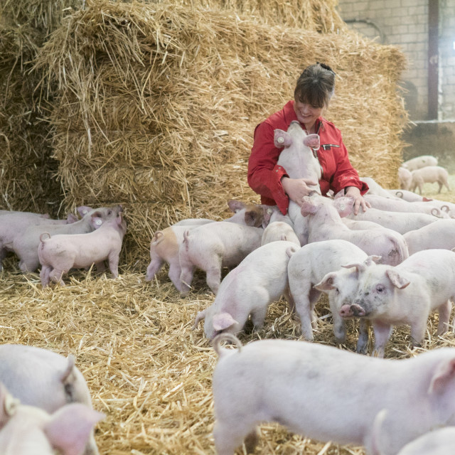 "Active Pig Stable" stock image