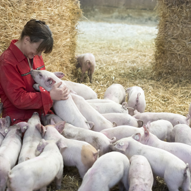 "Active Pig Stable" stock image