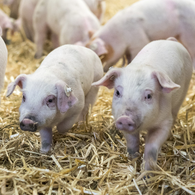 "Active Pig Stable" stock image