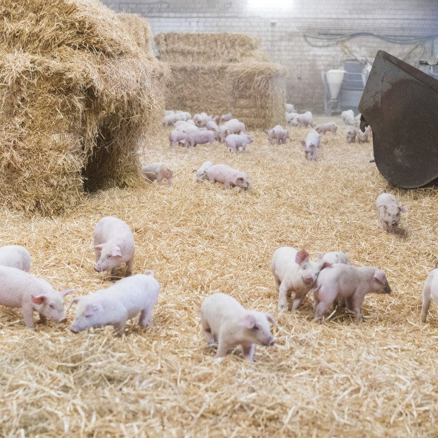 "Active Pig Stable" stock image