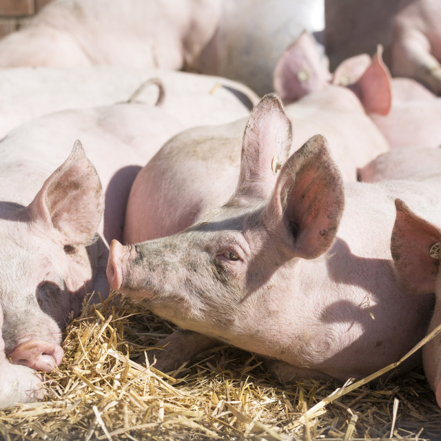 "Active Pig Stable" stock image