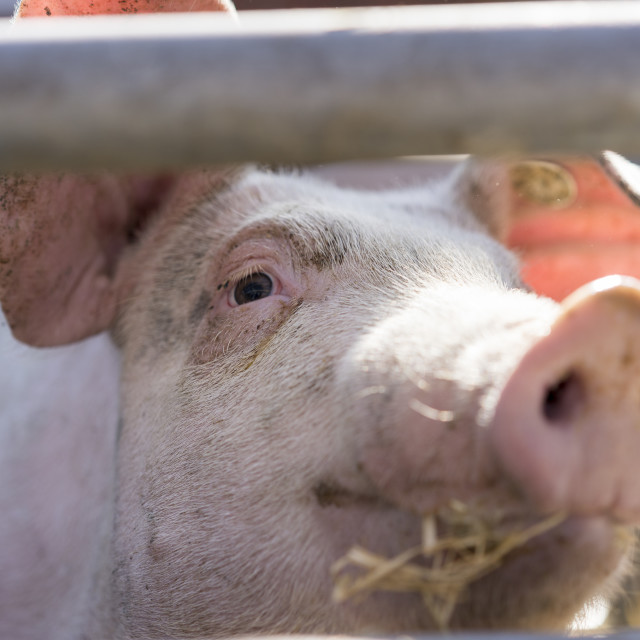 "Active Pig Stable" stock image