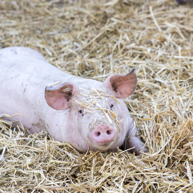 "Active Pig Stable" stock image