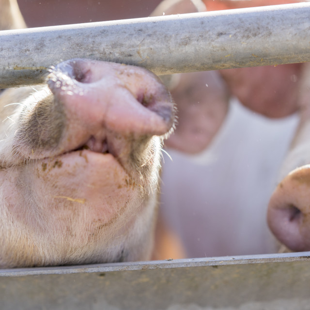 "Active Pig Stable" stock image