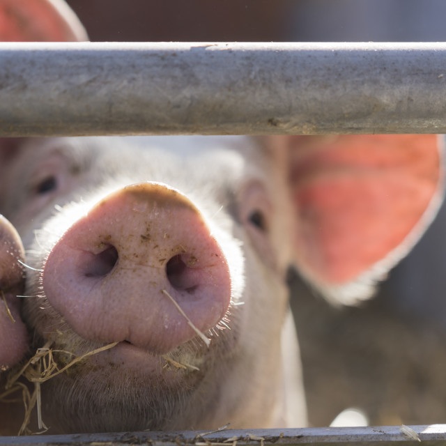 "Active Pig Stable" stock image