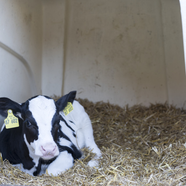 "Calf" stock image