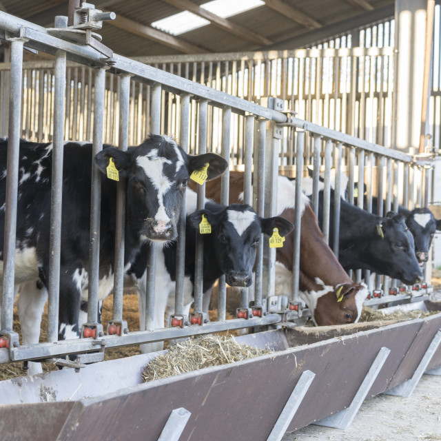 "cows eating" stock image