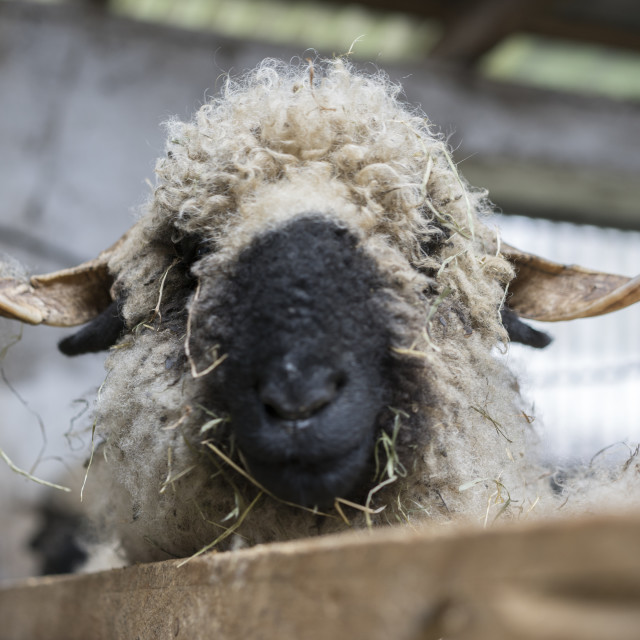 "Wallis Black Nose sheep" stock image