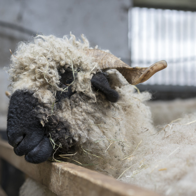 "Wallis Black Nose sheep" stock image