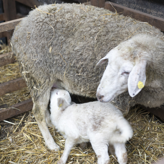 "Lamb and mother sheep" stock image