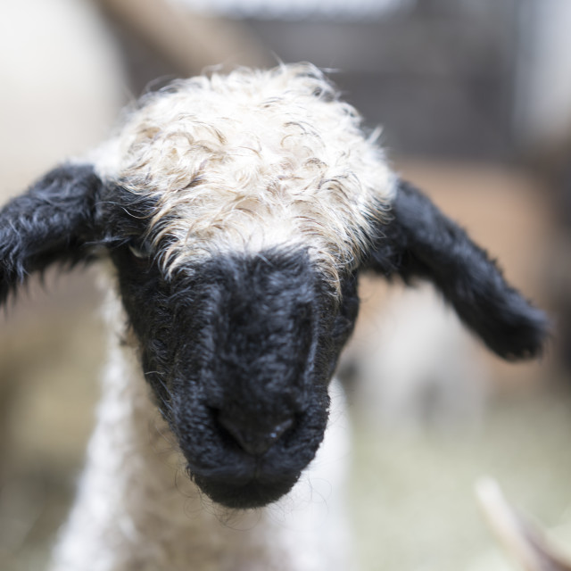 "Wallis Black Nose sheep" stock image