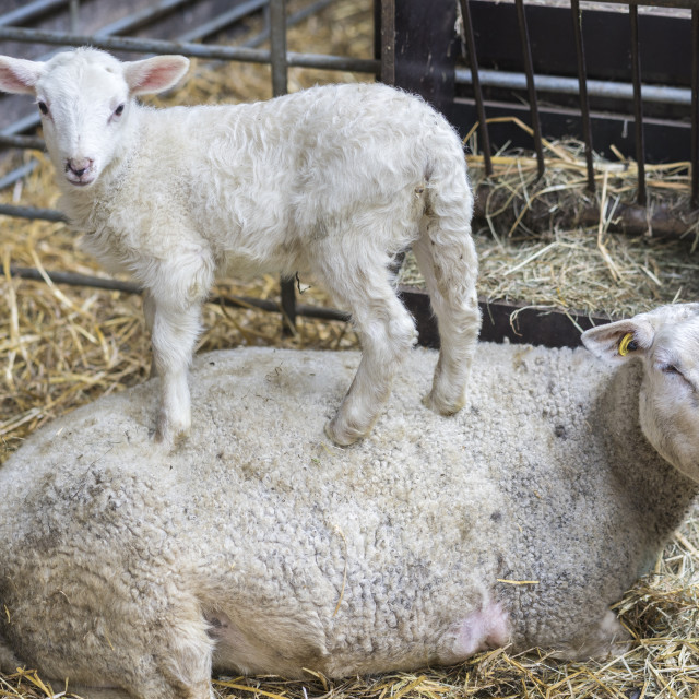 "Lamb standing on mother sheep" stock image