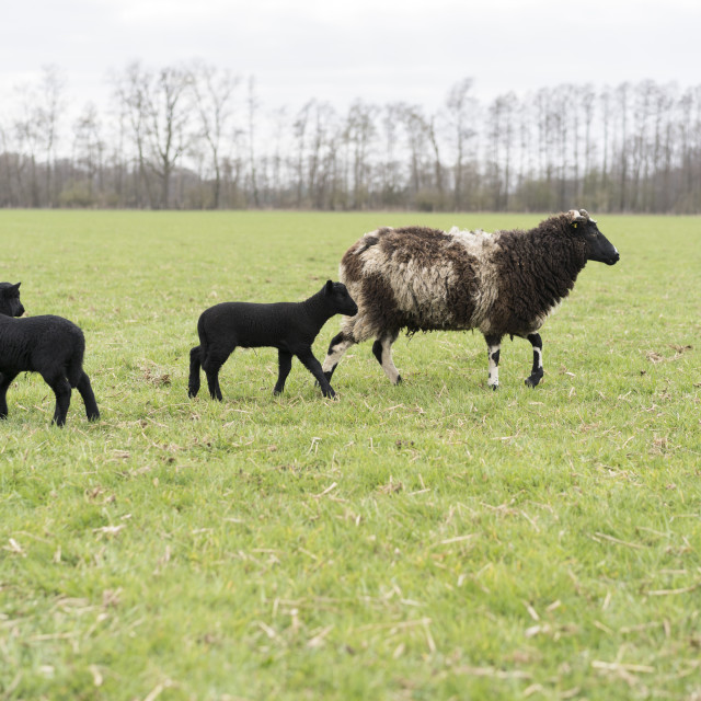 "Wallis Black Nose sheep" stock image